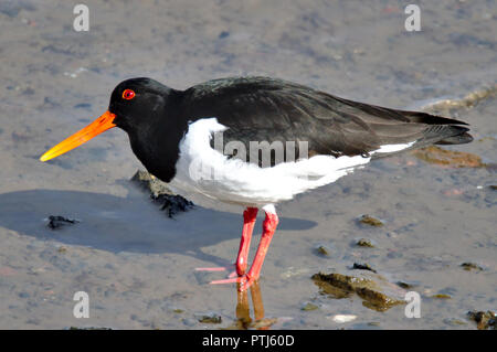 Der eurasischen Austernfischer in niedrigem Wasser, auf der Suche nach Essen. Schließen Foto von Sea Bird nach Nahrung suchen. Stockfoto