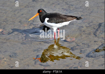 Der eurasischen Austernfischer wandern in niedrigem Wasser, auf der Suche nach Essen. Schließen Foto von Sea Bird mit Reflexion über die Wasseroberfläche. Stockfoto