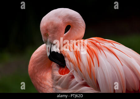 Nahaufnahme der Flamingo mit Fokus auf die Wassertropfen auf den Flügeln Stockfoto