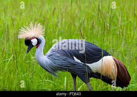 Schöne graue Ostafrikanischen gekrönt Kran zu Fuß durch hohes Gras closeup Stockfoto