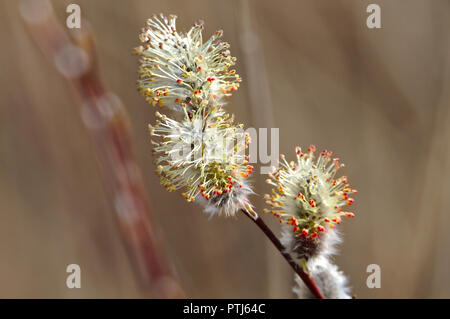 Niederlassung von Willow Blooming Tree. Bunte Blumen aus Hintergrund isoliert. Stockfoto