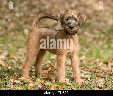 Irish Terrier Welpen Stockfoto