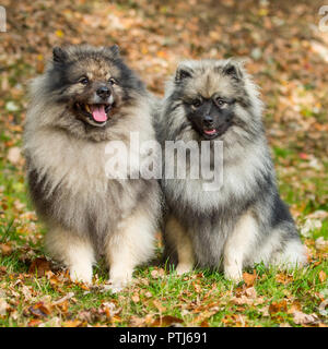 Keeshonden Stockfoto