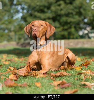 Ungarische Vizsla Stockfoto