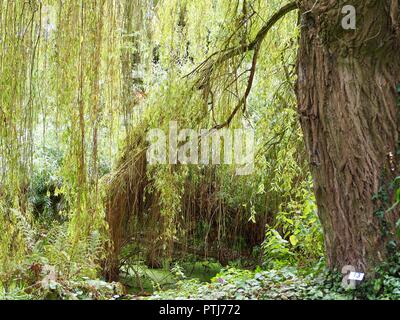Sonne scheint durch die Äste eines Weeping Willow Tree von einem Teich Stockfoto