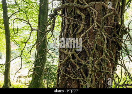 Ein Gewirr von Efeu wächst auf einem nadelbaum Baumstamm. Stockfoto