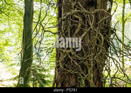Ein Gewirr von Efeu wächst auf einem nadelbaum Baumstamm. Stockfoto