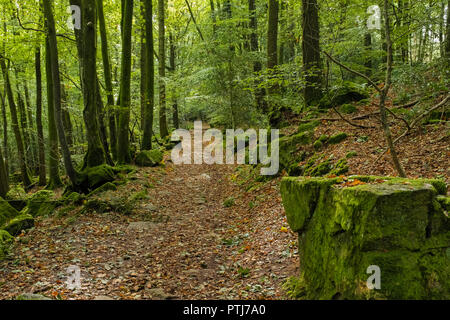 Herbst Blätter auf einem Wanderweg durch die Wälder im Süden von Wales. Stockfoto