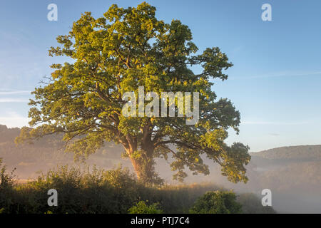 Eiche in Sonne gebadet Und am Morgen Nebel im Wye Tal bei Bigsweir umgeben. Stockfoto