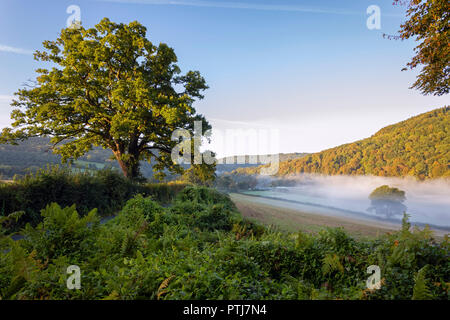Morgennebel im unteren Wye Valley bei Bigsweir. Stockfoto