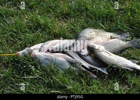 WHITE BASS, GEFANGEN IM FRÜHJAHR LÄUFT, in der Sandusky River. Stockfoto