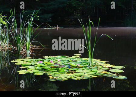Seerosen im Teich, Maine, USA. Stockfoto