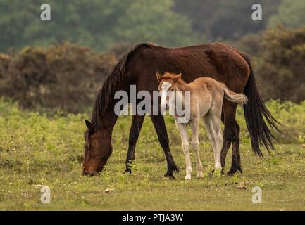 New Forest Ponies zwei Stuten und ihre Fohlen fotografiert in der Nähe von Bull Hill Pilley 2018 Stockfoto