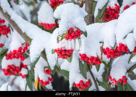 Rote Beeren der Cotoneaster gesehen nach einem starken Schneefall. Stockfoto