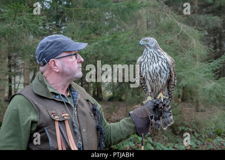 Ein Falkner hält ein junger Vogel. Stockfoto