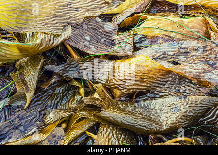 Kelp liegen auf einem Strand. Strand still life Fotografie. Stockfoto