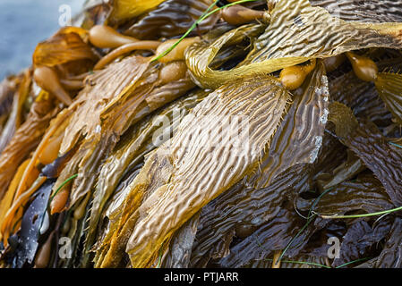 Kelp liegen auf einem Strand. Strand still life Fotografie. Stockfoto