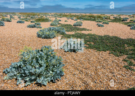Sea Kale an Kies Straße auf der Küste von Suffolk an der Mündung des Orford Ness. Stockfoto