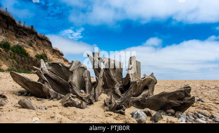 Verwitterter Baumstrunk bei Covehithe Strand an der Küste von Suffolk. Stockfoto