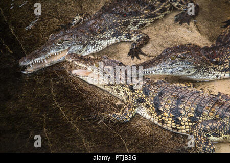 Nilkrokodile versammelt neben einem Pool von Wasser. Stockfoto