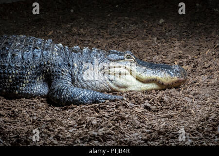 Eine captive American Alligator. Stockfoto