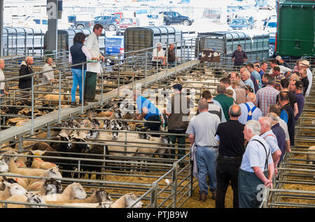 Beim Versteigerer Melton Mowbray Viehmarkt. Stockfoto