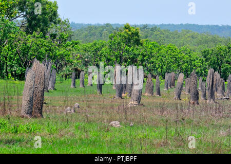 Magnetische Termitenhügel, Amitermes Meridionalis, Lichfield National Park, Northern Territory, Australien Stockfoto