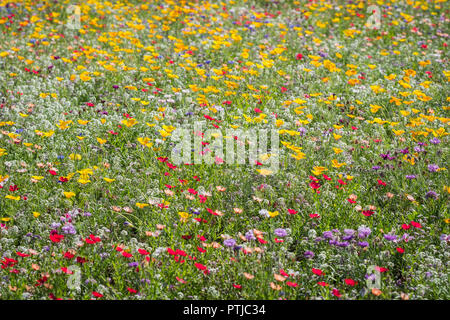 Wilde Blumen blühen auf einen Kreisverkehr. Stockfoto