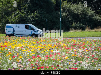 Wilde Blumen blühen auf einen Kreisverkehr. Stockfoto