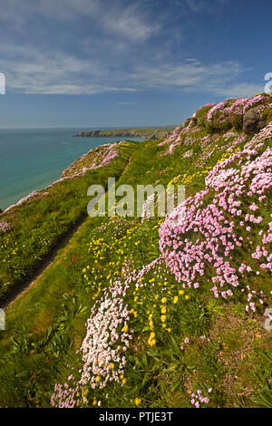 Sparsamkeit immer entlang der Küste weg oben Bedruthan Steps auf der Nordküste von Cornwall. Stockfoto