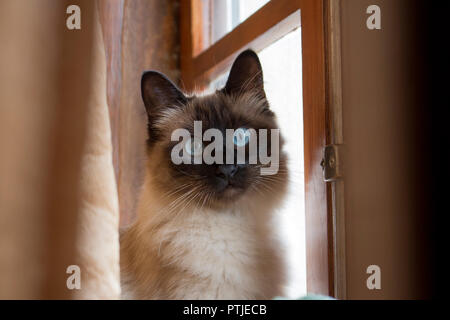 Adorable siamesische Katze mit perfekt runden blauen Augen überrascht und fasziniert, neben Holz- Fenster zu rustikal. Stockfoto