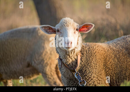 Neugierige junge weiße Schafe an der Leine direkt in die Kamera schauen. Niedliche Schafe mit dem freundlichen Gesicht. Geringe Tiefenschärfe. Stockfoto