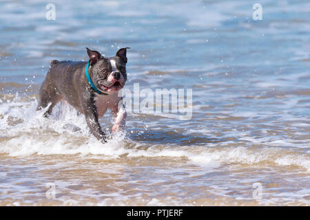 Eine belgische Bulldogge im Meer bei Fistral Beach in Newquay in Cornwall. Stockfoto