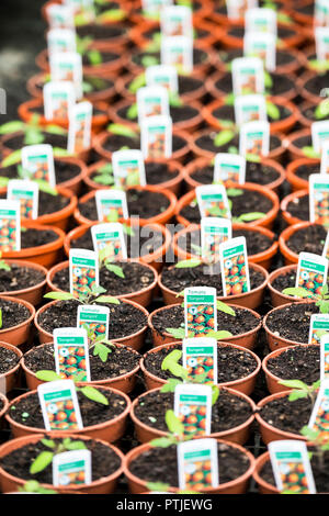 Tomatenpflanze Solanum Lycopersicum Sämlinge in den kleinen Töpfen. Stockfoto