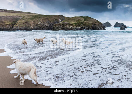 Golden Retriever entlang der Küstenlinie bei Holywell Bay Strand in Cornwall spielen. Stockfoto