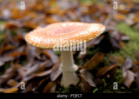 Nahaufnahme eines Amanita muscaria guessowii, eine gelb-orange-rötlichen halluzinogene Pilze mit weißem Warzen, in BC, mit braunen Blätter im Herbst Stockfoto