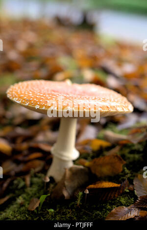 Nahaufnahme eines Amanita muscaria guessowii, eine gelb-orange-rötlichen halluzinogene Pilze mit weißem Warzen, in BC, mit braunen Blätter im Herbst Stockfoto