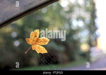 Eine helle Golden ahorn Herbstblatt gefangen in einem Spinnennetz, mit einem grünen Wald im Hintergrund, der morgen Licht und Bokeh und verschwommen Effekt Stockfoto