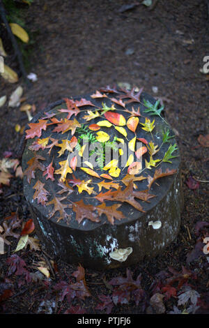 Eine künstlerische und original bunte Spirale der Rot, Braun, Gelb und Grün Herbst Blätter auf einem Baumstumpf im Wald, in Roche Point Park, BC, Kanada Stockfoto