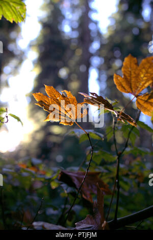 Ein Cluster von sehr hellen goldenen Ahorn Blätter im Herbst in der Mächtigen morgen Sonnenstrahlen, im Wald von Roche Point Park, North Vancouver, Kanada Stockfoto