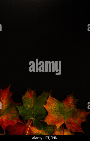 Blätter im Herbst auf einem schwarzen Hintergrund mit Kopie Raum Stockfoto