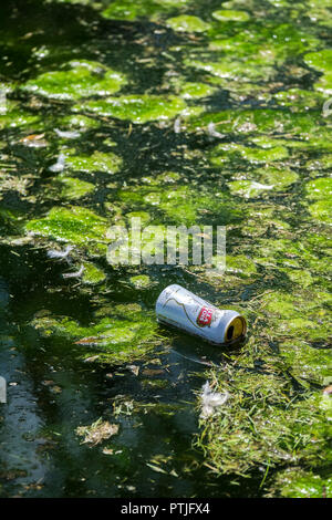 Eine leere kann von Stella Artois in einen Teich geworfen. Stockfoto