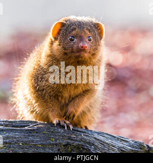 Hintergrundbeleuchtung Gemeinsame dwarf Mongoose. Stockfoto