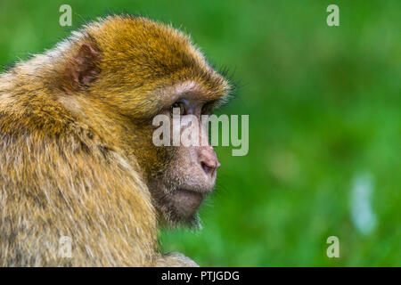 Nach Barbary macaque Blicke in die Ferne. Stockfoto