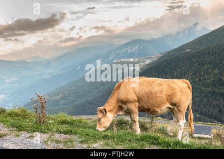 Saint Lary, Frankreich - 21 August 2018: Kuh grasen auf der Weide in der Nähe des Pla d Ardoisière Ski Resort im Sommer Stockfoto