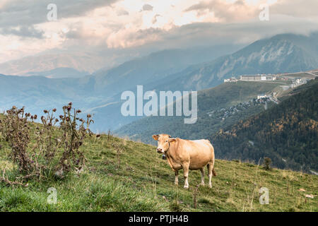 Saint Lary, Frankreich - 21 August 2018: Kuh grasen auf der Weide in der Nähe des Pla d Ardoisière Ski Resort im Sommer Stockfoto