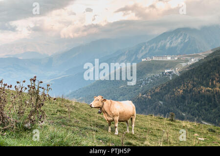 Saint Lary, Frankreich - 21 August 2018: Kuh grasen auf der Weide in der Nähe des Pla d Ardoisière Ski Resort im Sommer Stockfoto