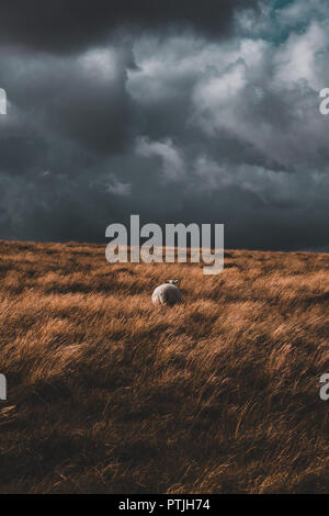 Dramatisches Bild eines einzelnen einsame Schafe auf Dartmoor im Vereinigten Königreich. Bild verfügt über einen stürmischen Himmel, lange wellige Gras und eine weiße Schafe. Stockfoto