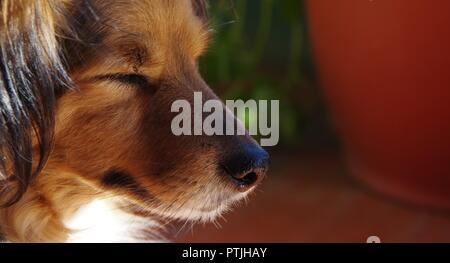 Tiefe dog portrait mit unscharf Hintergrund Stockfoto