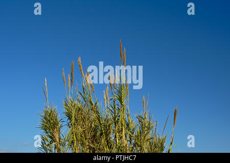 Federn des pfahlrohr Pflanzen auf einem blauen Himmel in der Mündung des Flusses Guadalhorce Naturschutzgebiet in Malaga - Arundo Donax Stockfoto